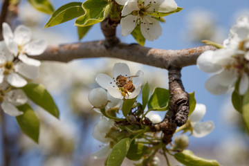 bee on a flowering pear