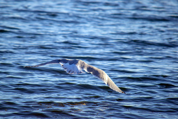 seagull in flight