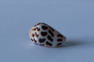 Hebrew Cone Shell. Conus Ebraeus Linne.