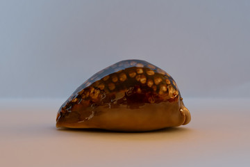 Hump-Back Cowrie. Cypraea Maurtiana L.