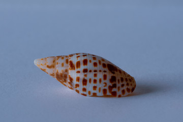 Miter Shell. Cardinal Miter.