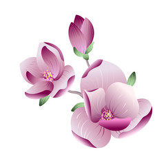 Vector beautiful gradient pink magnolia flowers on a branch on white background for wedding or greeting card, banner, poster design. Spring concept, Realistic vector file