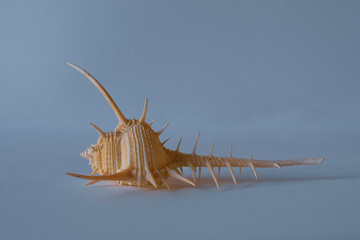 Murex Shell. Muricidae. Venu Comb Murex