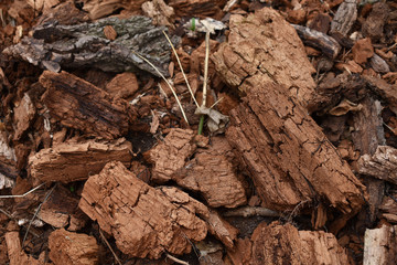 Rotfäule, Holzfäule auf verrottendem Nadelholz, Holzstücke 