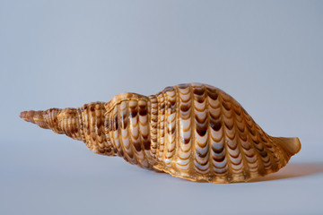 Pacific Triton. Charonia Tritonis L. Triton Trumpet Shell.