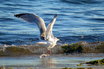 seagull in flight