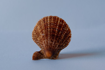 Scallop Shell. Mantle Scallop