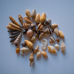 Small Pacific Seashells