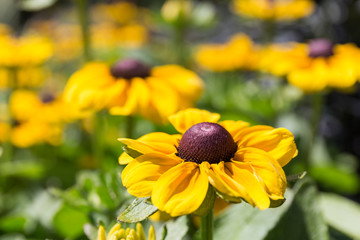 closeup of flowers with yellow petals and thick brown pistil with green leaves