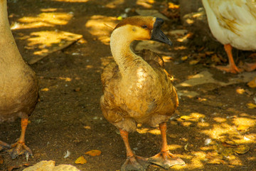 goose in the farm