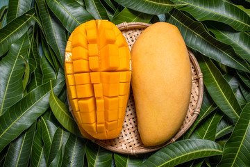 Mango, tropical fruit, in a bamboo wooden sieve basket on green leaf background, top view, full...