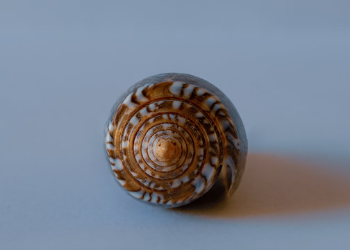Textile Cone Shell. Conus Textile