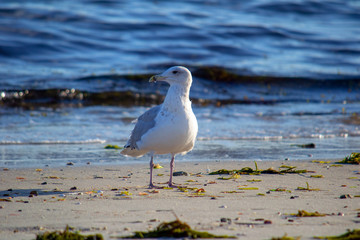 Seagull at Rest