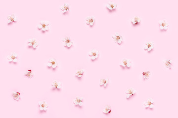 Spring background. Pattern made of apricot flowers on a pink background.