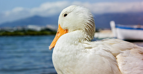 close-up of a white duck with the orange beak near the shoreline