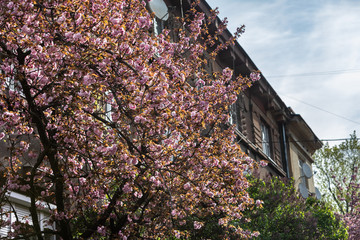 Beautiful pink cherry blossoms