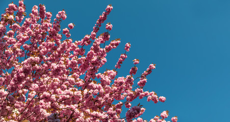 Beautiful pink cherry blossoms