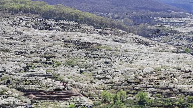 Cherry blossom at Jerte Valley.