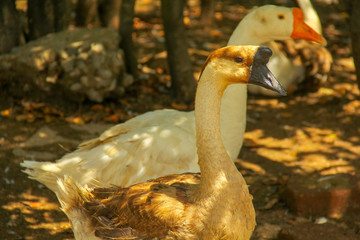 goose in the farm
