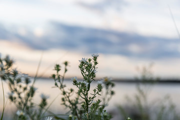 wild plants grow in the sand on the beach