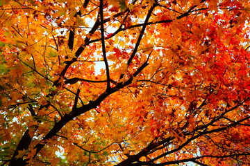 Red Maple Leaves in Autumn.