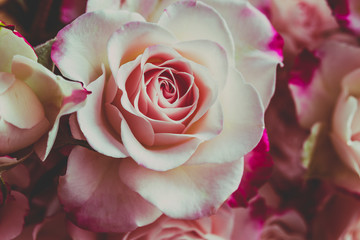 Rosen pink pastell Nahaufnahme romantisch, Hintergrund	