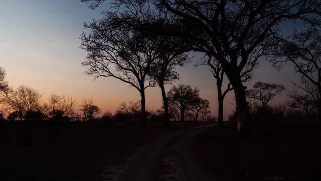 Early morning linear sunrise timelapse of winding gravel road in African savannah bushveld with Marula trees as the golden sun rise over landscape with shadows moving across.