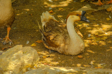 goose in the farm