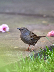 A Dunnock (Prunella modularis)  hopping around the garden with cherry blossom on the floor behind it.