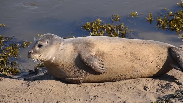 Gavin the Seal relaxing on a beach by the River Arun near Littlehampton, the seal is named after a Helmsman from the RNLI station.