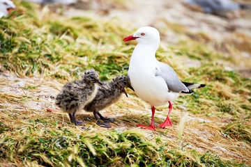 Möwe und Küken