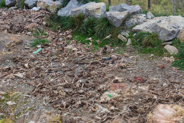 Bone dump. Animals bones on farmland. Death concept. Animal skeletons and ribs on dumping ground....
