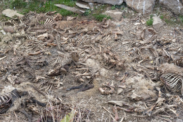 Bone dump. Animals bones on farmland. Death concept. Animal skeletons and ribs on dumping ground....