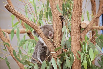 Koala im Baum