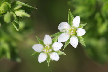 ノミノツヅリの白い花