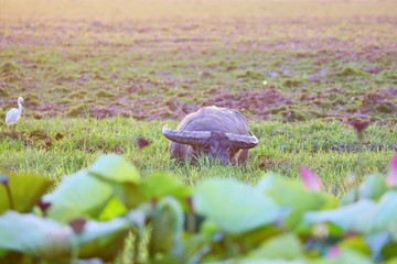 Wasserbüffel im Sumpf
