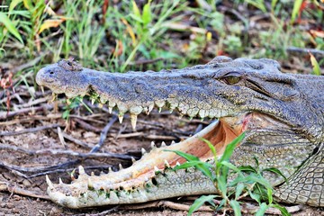 Salzwasserkrokodil