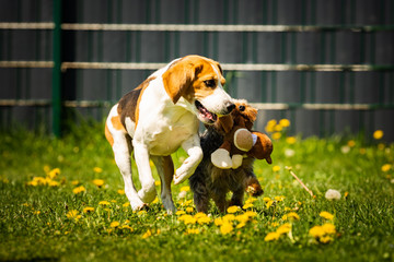 Cute Yorkshire Terrier dog running with beagle dog on gras on sunny day.