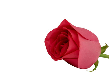 Red rose isolated on a white background. Close-up.