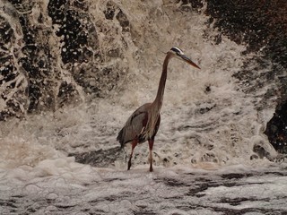 Herring bird standing in rough water