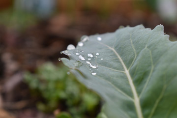 Blatt von Kohlrabi mit Tautropfen früh am Morgen