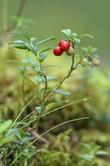 Obraz premium red ripe lingonberries in forest