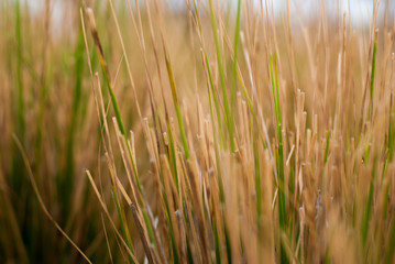 Golden flower garden in the evening in Thailand