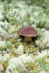 porcini mushroom grows in the wild forest