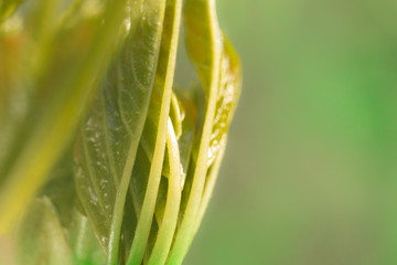 close up of green leaf plant with green background