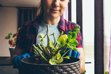 young woman cuts off pelargonium seedlings by secateurs for further planting