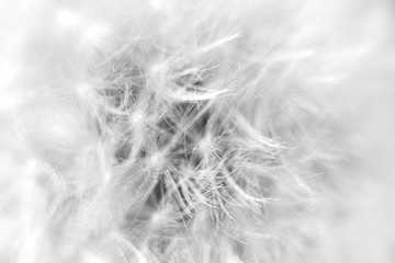 Close up black and white dandelion