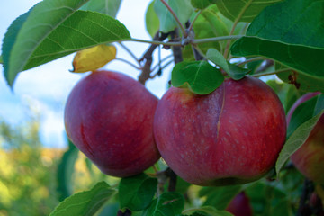 apples on a branch