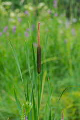 bulrush, typha plant with green vegetation background