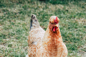 Macro view of a chicken on a green meadow